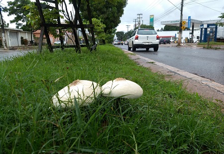 Cogumelo tóxico é encontrado em áreas urbanas de Santarém e pesquisadores fazem alerta