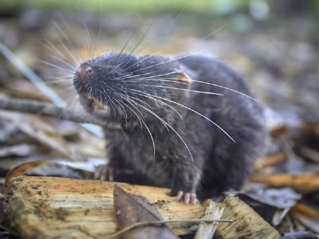 Descobertas surpreendentes: rato nadador e outras 26 novas espécies são encontradas na Amazônia peruana