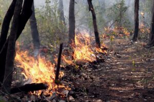 Desmatamento na Amazônia sobe 41% em novembro, mostra Imazon