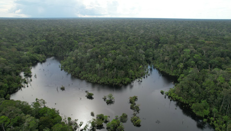 Entenda o que são as florestas públicas não destinadas