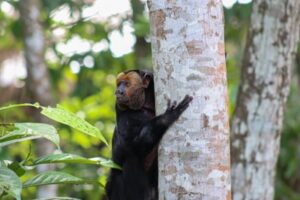 Estudo revela diferenças nos hábitos alimentares de espécies de macacos que vivem em área florestal do Inpa em Manaus