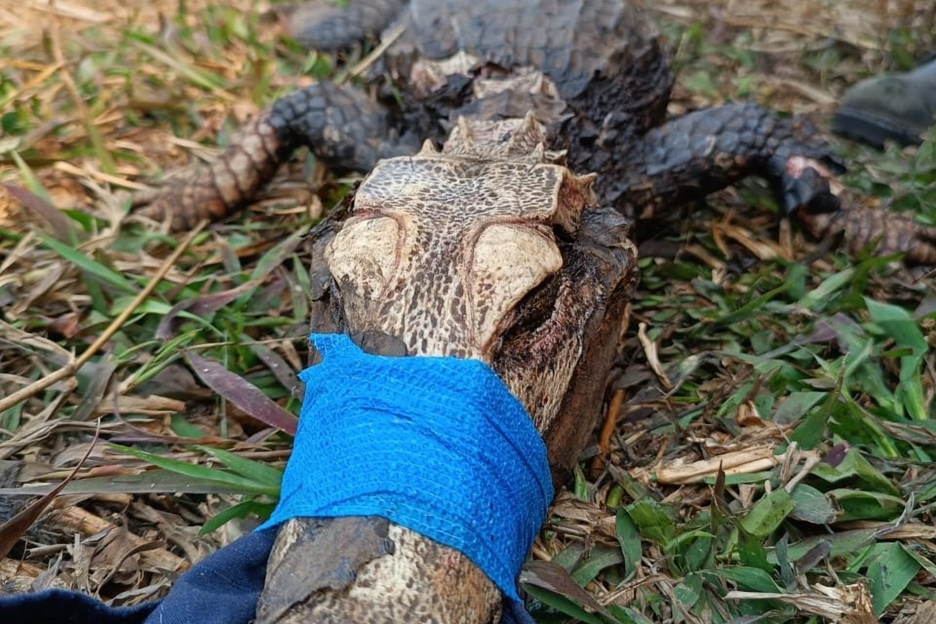 Fundo Nacional do Meio Ambiente pode apoiar resgate de animais em incêndios