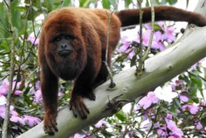 Gigantes da Amazônia: conheça os animais que quebram recordes no Brasil