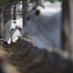 Governo lança plataforma de monitoramento ambiental da pecuária