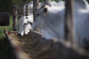 Governo lança plataforma de monitoramento ambiental da pecuária