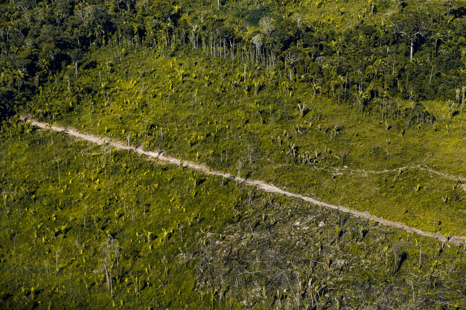 Ilegalidade atinge 75% do desmatamento registrado em Mato Grosso em 2024