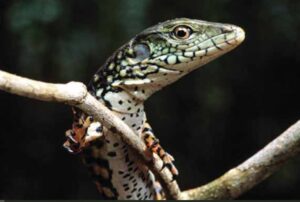 Jacarerana, o lagarto amazônico que nada como um jacaré