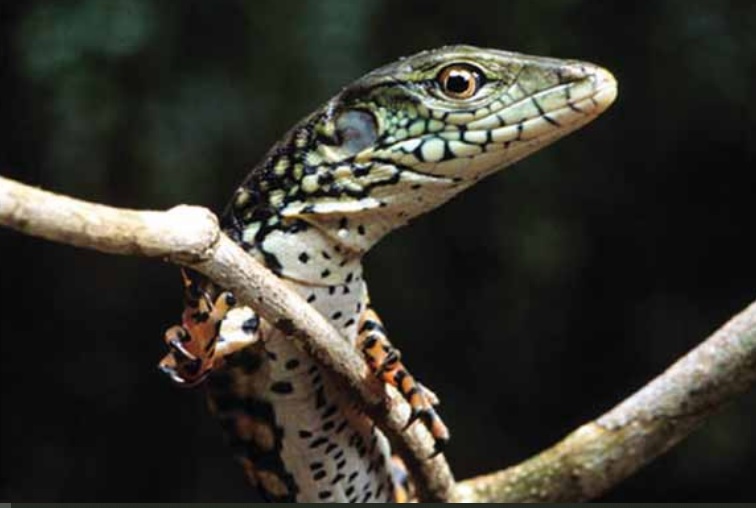 Jacarerana, o lagarto amazônico que nada como um jacaré