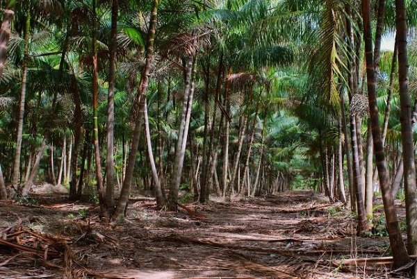 Manejo sustentável ajuda a recuperar produção de açaí no Maranhão