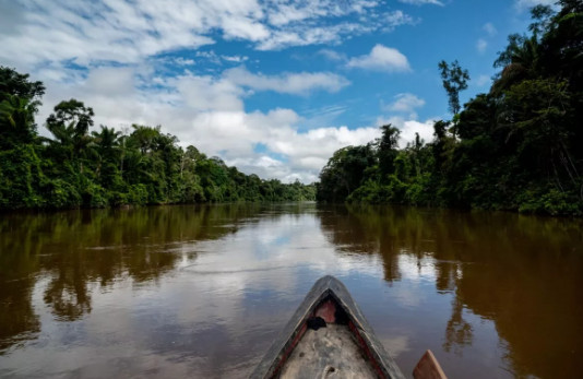 Produção de websérie tem como tema proteção de árvores gigantes da Amazônia