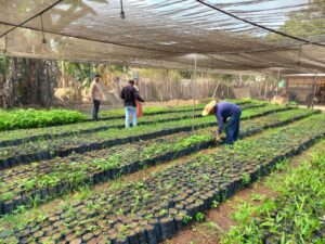 Programa Paricá: edital impulsionará desenvolvimento sustentável no sudeste do Pará