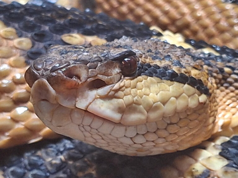 Surucucu Solteira Procura - ((o))eco