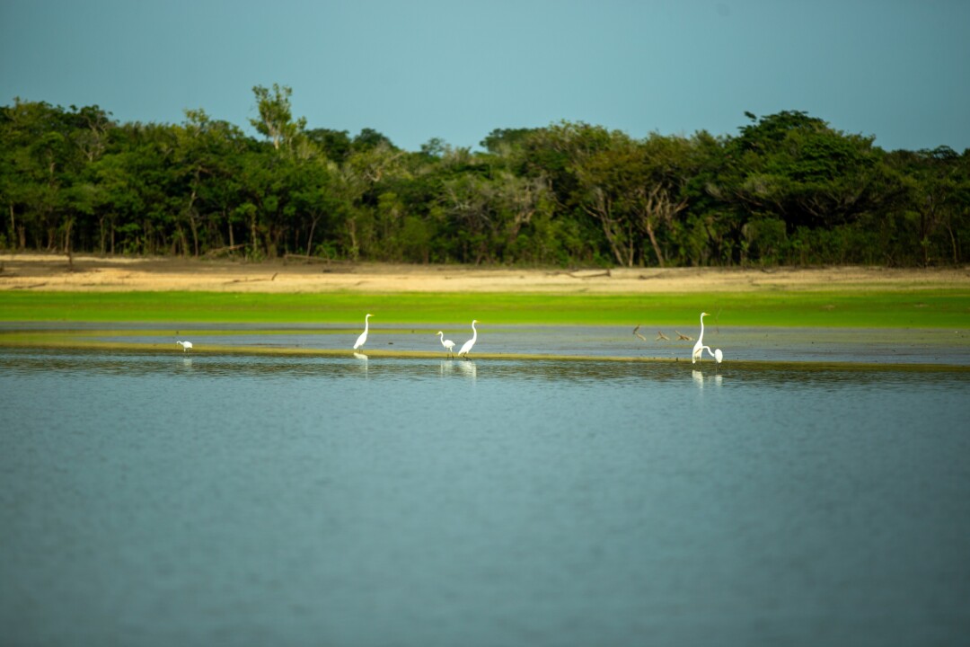 Trabalho científico reúne dados sobre a recuperação do Lago Batata, no Pará