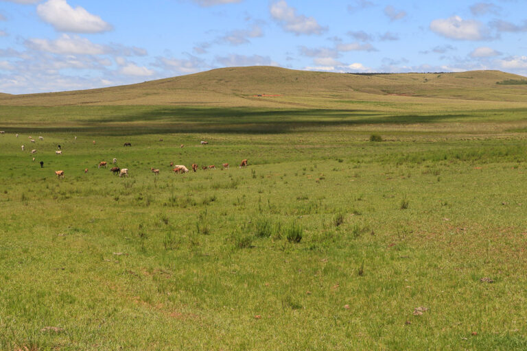 A negação do Pampa ante o desafio de conservar a biodiversidade não florestal e a identidade gaúcha