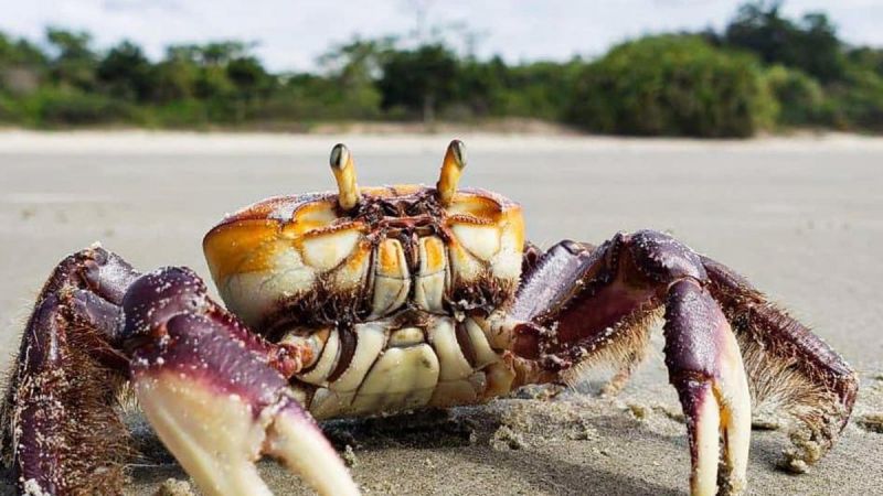 Amapá alerta para o período de defeso do caranguejo-uçá