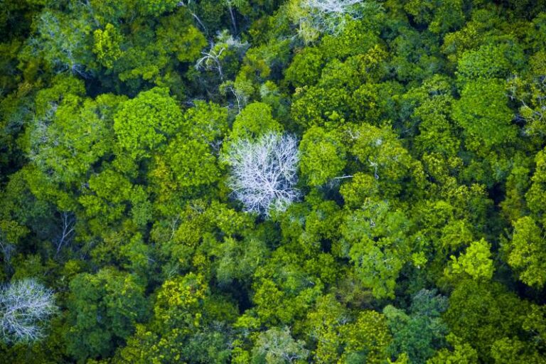 Audiência pública em Santarém debate concessão florestal na região Mamuru-Arapiuns