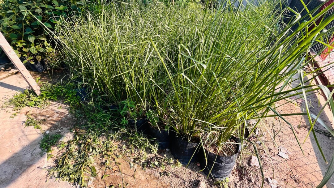 Conheça o Capim Vetiver e saiba como ele pode ajudar na contenção de encostas