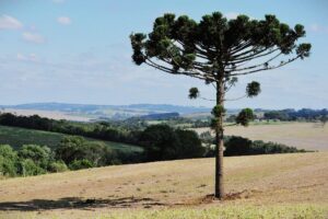 Desmate e crise climática podem varrer araucárias de regiões do país