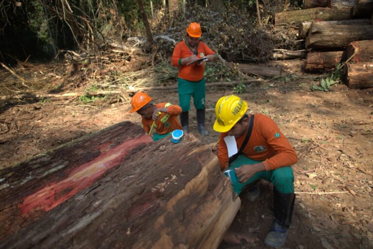 Estudo destaca aprendizados sobre sistemas de concessões florestais entre Brasil, Indonésia e Congo