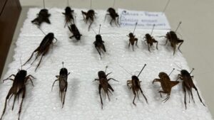 Grilos se tornam frequentes no período chuvoso na Amazônia