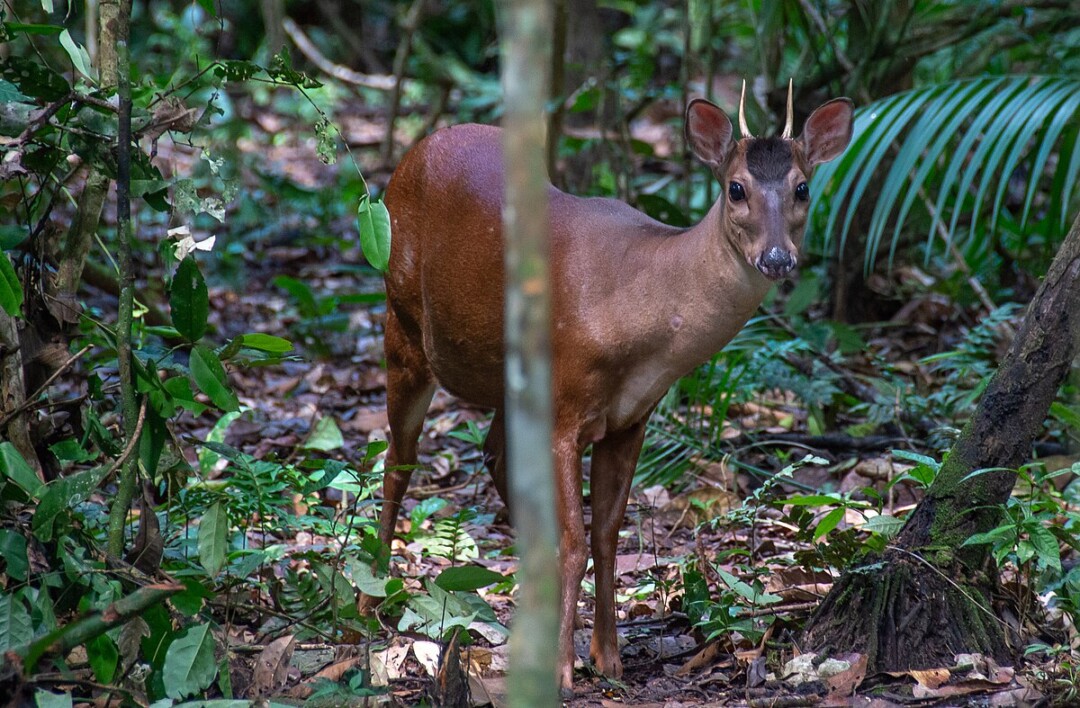 Lendas Vivas: animais amazônicos e suas histórias místicas