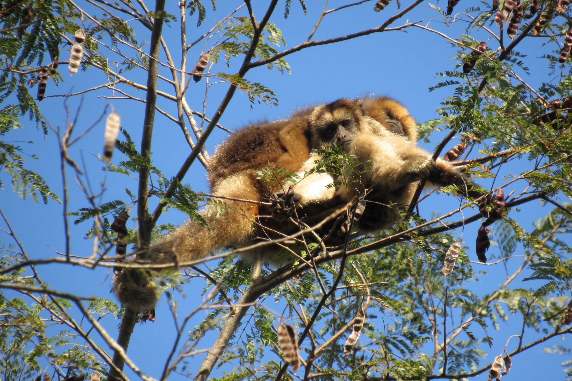 Morte de bugios por febre amarela acende alerta da doença em SP