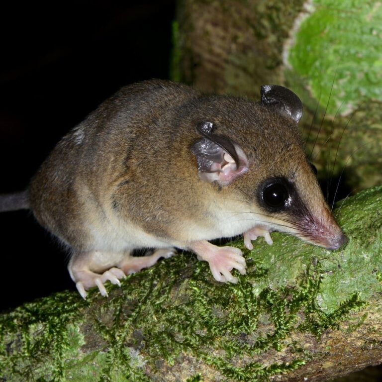 “Muita água, xixica”: conheça espécie de marsupial que viralizou por conta de áudio