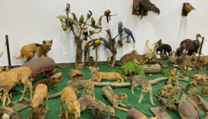 Museu de Taxidermia abriga espécies da Amazônia e mais