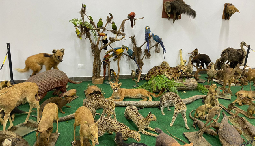 Museu de Taxidermia abriga espécies da Amazônia e mais