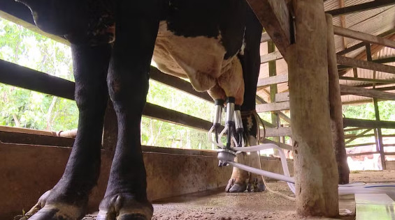 Novas técnicas para melhorar ordenha são implementadas no Acre para ajudar produtores