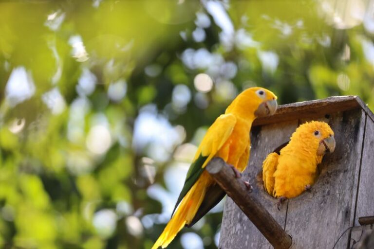 Pará avança na proteção e preservação da biodiversidade com ações pioneiras