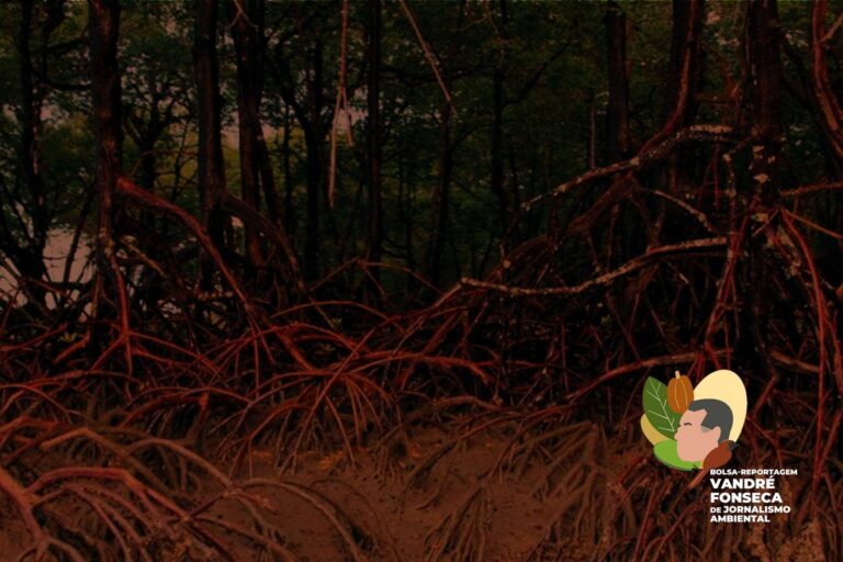 Podcast: A luta coletiva contra a especulação imobiliária nos manguezais