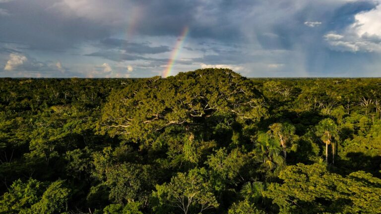 Última chance para a floresta amazônica brasileira? – 1: resumo da série