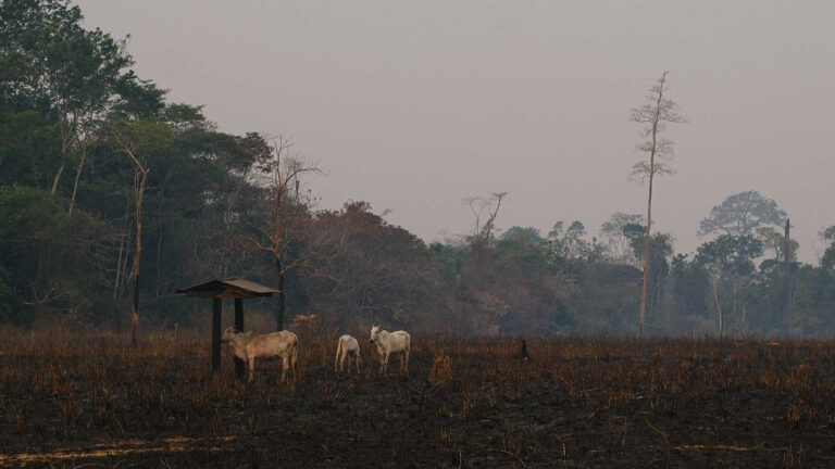 Última chance para a floresta amazônica brasileira? – 2: mudanças climáticas