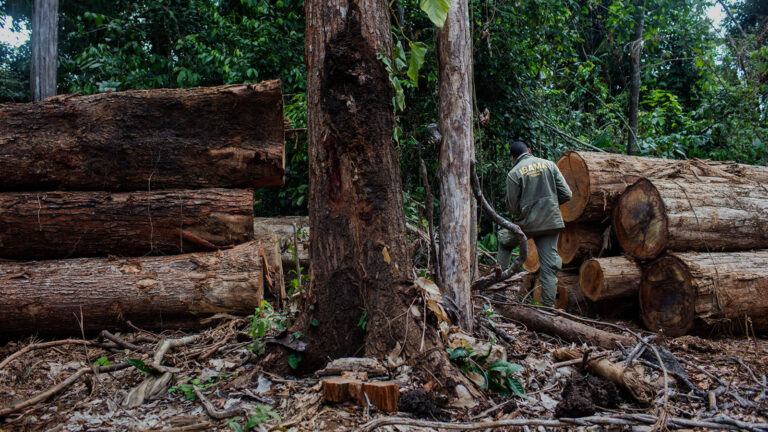 Última chance para a floresta amazônica brasileira? – 4: degradação florestal