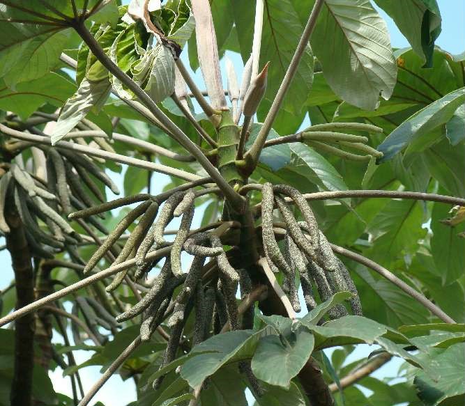3 plantas amazônicas popularmente usadas contra hipertensão
