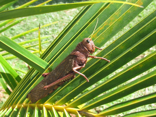 4 curiosidades sobre os gafanhotos encontrados na Amazônia