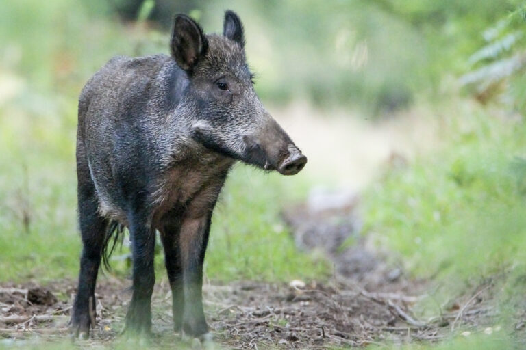 A invasão do Brasil: UCs federais já registraram 290 espécies invasoras