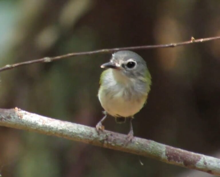 Acrobata nato, 'caçula' é considerado o menor pássaro do país e pode ser encontrado na Amazônia