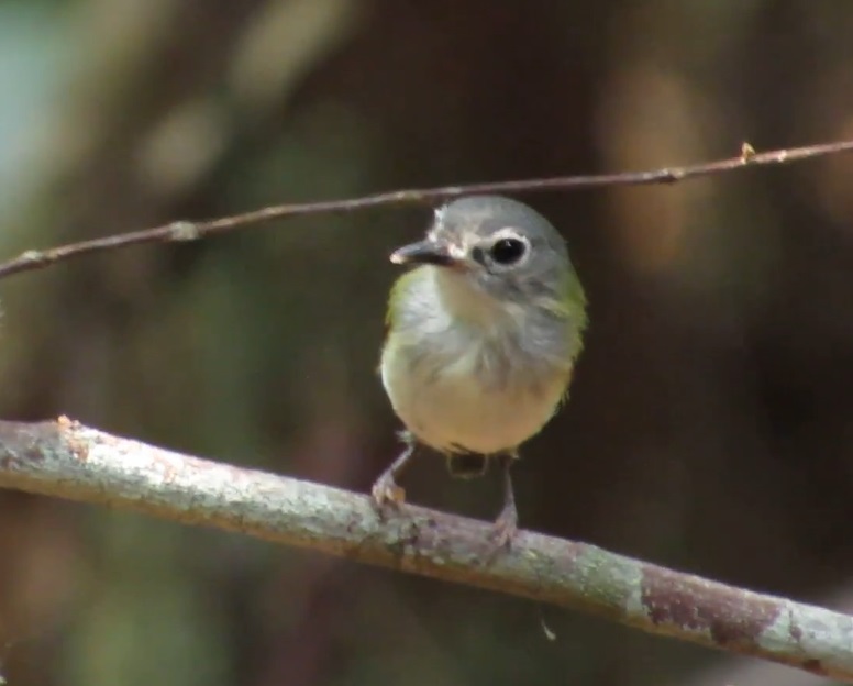 Acrobata nato, ‘caçula’ é considerado o menor pássaro do país e pode ser encontrado na Amazônia