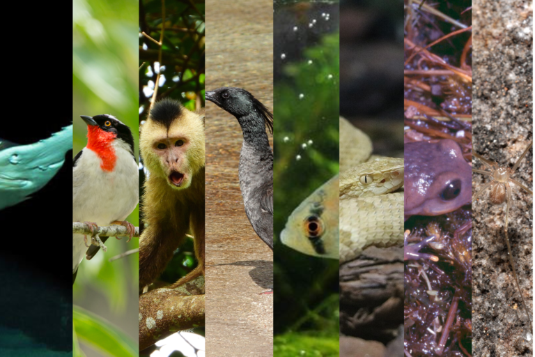 "Ainda estou aqui": oito espécies brasileiras sob risco de desaparecer