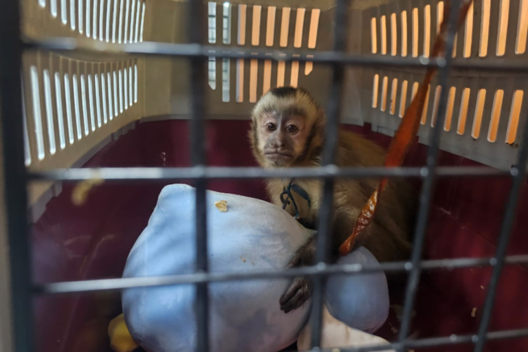 Animais e madeiras confiscados em megaoperação mundial anti-tráfico