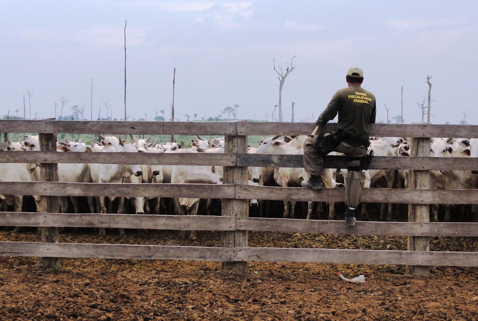 Apenas 5% das condenações do MPF a infratores na Amazônia são pagas