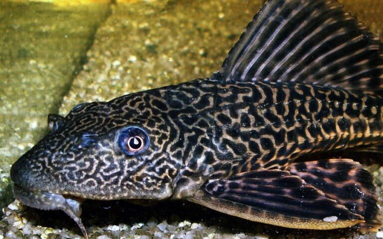 Conheça os bodós mais comuns na Amazônia