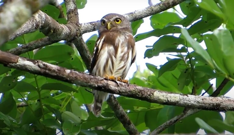 Corujinhas-das-Guianas: tesouros noturnos da Amazônia
