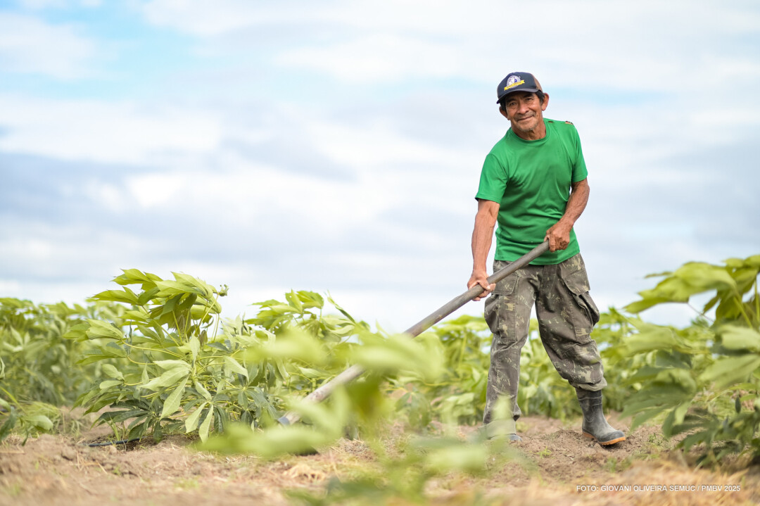 Cultivo de mandioca fortalece tradições indígenas em Roraima