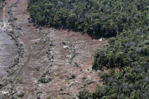 É hora de salvar as porções mais ricas em vida selvagem e carbono na Mata Atlântica