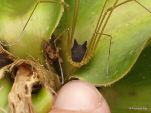 Encontrado na Amazônia equatoriana, opilião-coelho causa dúvida em internautas por sua aparência
