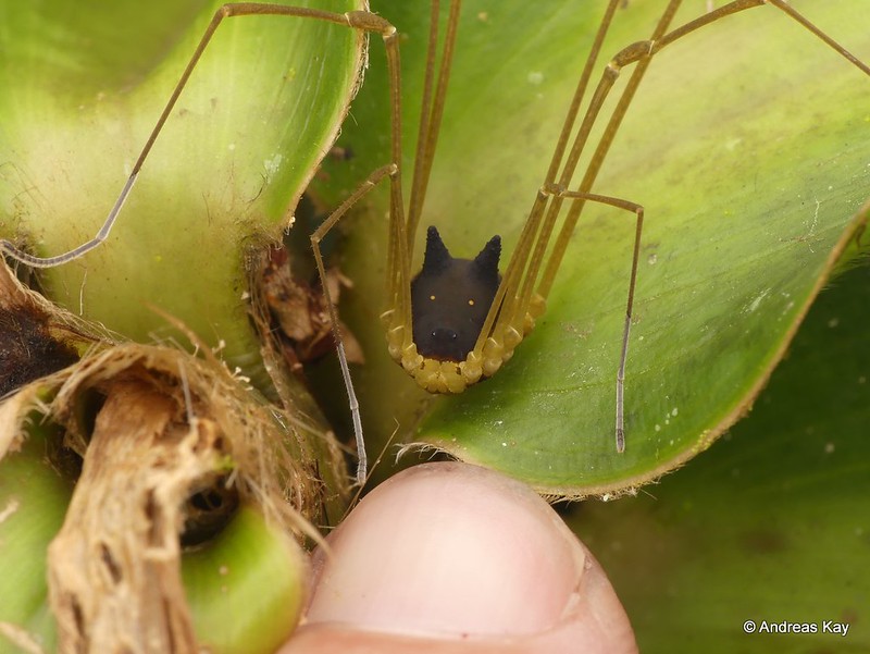 Encontrado na Amazônia equatoriana, opilião-coelho causa dúvida em internautas por sua aparência