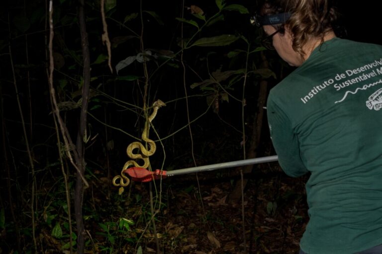 Luz infravermelha é usada para reconhecer espécies no AM